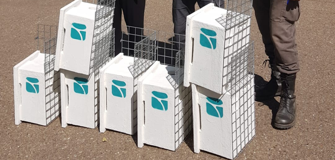 IP entrega ao ICNF caixas-ninho para Francelho/Peneireiro-das-Torres