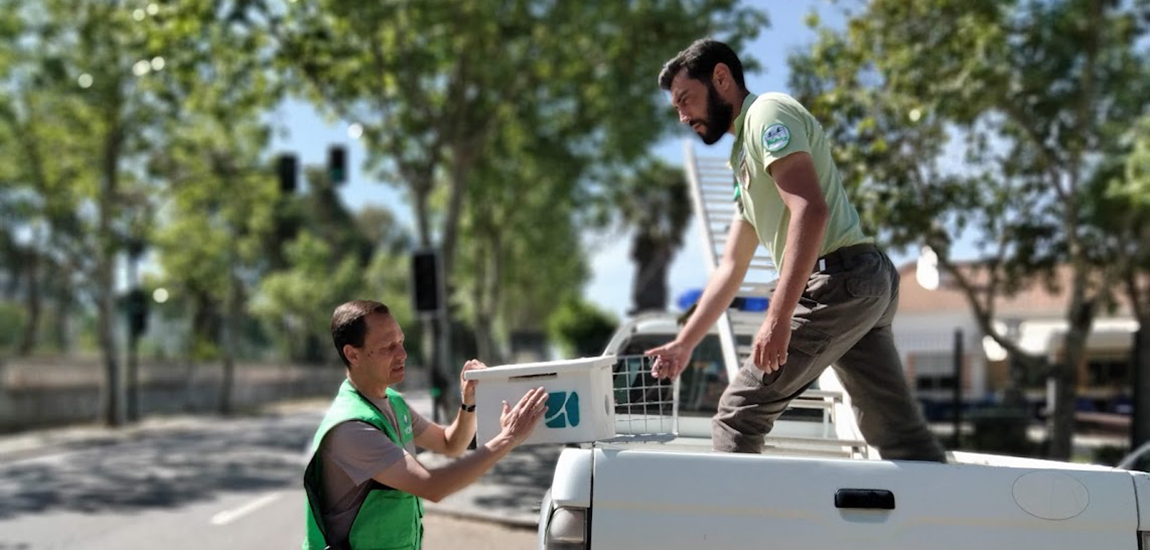 IP entrega ao ICNF caixas-ninho para Francelho/Peneireiro-das-Torres