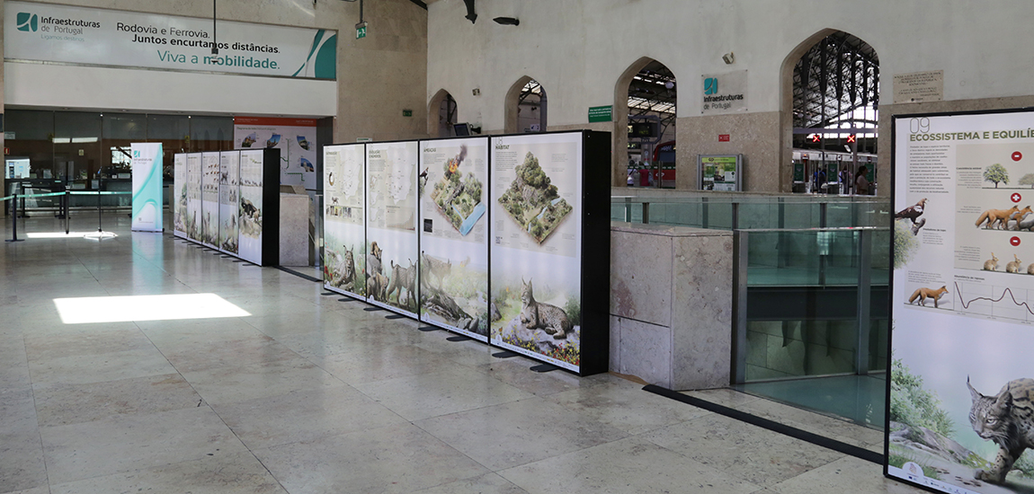 Imagem da Exposição na Estação ferroviária do Rossio sobre a preservação do lince-ibérico