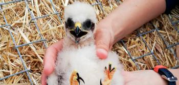 IP e ICNF salvam crias de tartaranhão-caçador