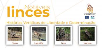 Campanha “Linces Notáveis: Histórias Verídicas de Determinação e Liberdade” 